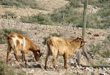 Los chivos han estado ligados a esta región por su importancia comercial, histórica y cultural. Foto: www.verfotosde.org. La Guajira, San Juan del Cesar, entrega de ovinos, Gobernación de La Guajira, Ministerio de Agricultura, bondades de los ovinos, ovinos negocio promisorio, asoovinos, CONtexto ganadero
