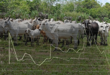 El comportamiento de precios de venta de ganado y el sacrificio se mantendrán estables hasta fin de año. Foto: CONtexto ganadero. Colombia, Sucre, precio de ganado, Venta de ganado, animales a sacrificio, sacrificio legal, sacrificio clandestino colombia, estabilización de precios, CONtexto ganadero