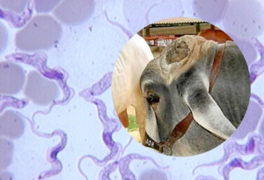 La tripanosomosis bovina puede causar la muerte del animal si no se trata a tiempo. Foto: CONtexto ganadero Caldas, Manizales, Neira, Comité de Ganaderos de Caldas, tripanosomosis, tripanosomosis Manizales, tábanos, moscas picadoras, síntomas de la tripanosomosis, ICA, .contexto ganadero