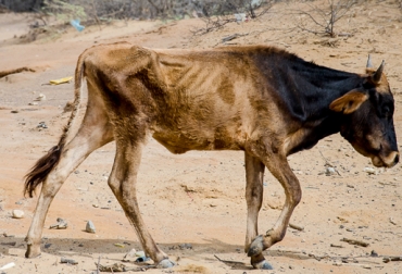 Aparecen varias enfermedades en reses ubicadas en todo el territorio nacional a raíz de las altas temperaturas. Foto: brayhangarciam8a.blogspot.com Ganado, Vacas, aparición de enfermedades, afectaciones de la sequía, alimentación del ganado fenómeno de el niño, afectaciones Fenómeno de El Niño, nitratos y nitritos, nitritos en la ganadería, anaplasmosis y babebiosis, enfermedades carenciales, CONtexto ganadero
