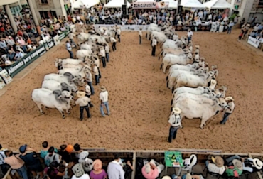 La feria ganadera se ha realizado 2 lunes al mes durante más de 30 años en Fusagasugá. Foto: CONtexto ganadero. Cundinamarca, Fusagasugá, Feria ganadera, feria ganadera fusagasugá, Secretaría de Agricultura y Medio Ambiente, ICA, comercialización de ganado, guías de movilización, 30 años, CONtexto ganadero