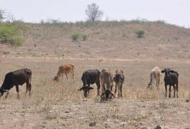 El Fenómeno de El Niño ha provocado la muerte de animales en el Cesar. Foto: @LaRazonCo El Niño, sequía, Cesar