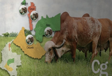 Aunque el país tiene muchas zonas de producción lechera, hay regiones en las que el doble propósito lácteo es su fuerte. Foto: CONtexto Ganadero. cuencas doble propósito