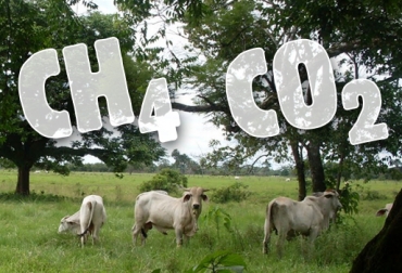 Si bien es cierto que la actividad ganadera emite gases de efecto invernadero, también tiene efectos positivos en el medio ambiente. Foto: CONtexto ganadero. Ganadería, Ganadería Sostenible, ganadería sostenible Colombia, huella de carbono, gases de efecto invernadero, gases contaminantes de la ganadería, beneficios de los sistemas silvopastoriles, de los Sistemas Silvopastoriles Intensivos, proyecto Ganadería Colombia Sostenible beneficios, coordinador del Proyecto Ganadería Colombiana Sostenible, Cipav, beneficios de la ganadería, efectos positivos en el medio ambiente, CONtexto ganadero