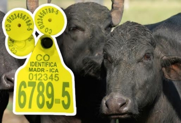 El objetivo es que a final de 2015, por lo menos 7.500 búfalos del departamento hayan sido identificados. Foto: CONtexto Ganadero. identificación de búfalos