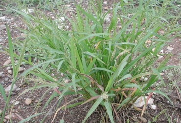 Con las BTG en Cundinamarca, los ganaderos aprenden a utilizar las malezas como complemento en la alimentación del ganado. Foto: foro.portalplantas.com Cundinamarca, Carmen de Apicalá, malezas, control de malezas, alimentación, brigadas tecnologicas cundinamarca fedegan, Bloques Multinutricionales, rotación de praderas, malezas arbustivas, conservación de los suelos, CONtexto ganadero