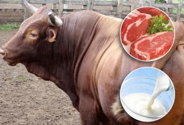 Carne con buena terneza y leche con alta cantidad de grasa y sólidos, son las bondades de la raza. Foto: CONtexto Ganadero. Sanmartinero