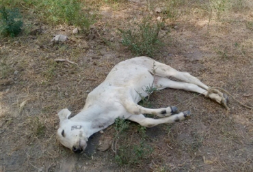 Por lo menos 30 mil 145 animales han perdido la vida hasta el momento por cuenta del verano. Foto: Robinso Parada / CONtexto ganadero. verano El Niño Colombia