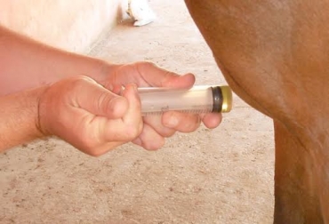 Las vitaminas se deben aplicar al menos 5 veces al mes, buscando que el caballo siempre esté en las mejores condiciones de salud. Foto: harasambato.files.wordpress.com Vitaminas en equinos