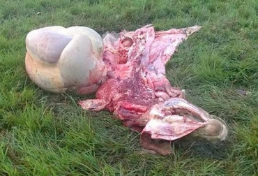 Los delincuentes apelan a la táctica de carneo, roban los animales y los pelan en la misma finca. Foto: Prensa Libre Casanare. abigeato colombia casanare