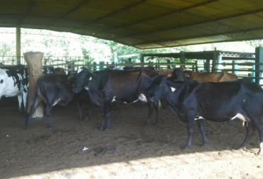La segunda visita del círculo de excelencia de Aguachica se llevará a cabo el próximo 6 de noviembre en la finca Villa Hermosa. Foto: José Fernando Higuera Círculos de excelencia, fedegan, FNG, Aguachica, Cesar, biotecnología reproductiva