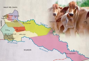 Es necesario robustecer los controles por parte de las autoridades para evitar que el contrabando continúe y lograr formalizar la actividad entre los 2 países. Foto: CONtexto Ganadero. Contrabando, ilegal, reses, ganado, ganadero, Putumayo, Colombia, Ecuador