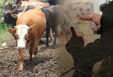 Ante la frecuencia de los hurtos, los productores piden a las autoridades tomar cartas en el asunto. Foto: CONtexto Ganadero. Extorsión casanare