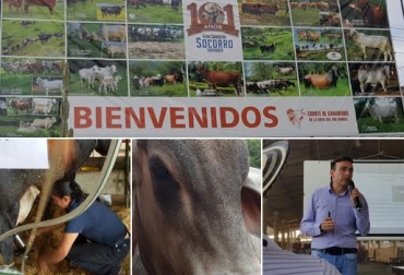 El Comité de Ganaderos de la Hoya del Río Suárez proyecta que los productores vuelvan al evento con bovinos puros y comerciales en 2016. Foto: CONtexto ganadero. feria ganadería socorro