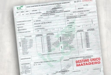 Los delincuentes estarían borrándole la información a las guías originales y hurtando información, para poder movilizar el ganado robado. Foto: CONtexto Ganadero. Guía de movilización de ganado ica colombia
