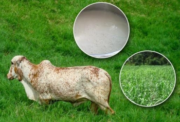 La producción de leche en el trópico bajo colombiano se proyecta mejorar con la siembra de pastos y silvopastoriles como fuente de comida del ganado. Foto: CONtexto ganadero. lechería tropical