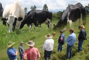 Predios de lechería especializada del Valle del Cauca pueden mejorar con la siembra de esta variedad de pasto. Foto: Andrés Sinisterra. pasto estrella ganadería