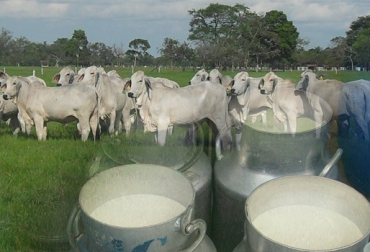 Los productores pueden calcular cuántos animales soporta un potrero gracias a una fórmula matemática. Foto: CONtexto ganadero. Cartago, Valle del Cauca, calidad de la leche, aforo de potreros, recuento de células somáticas, producción por hectárea, capacidad de carga animal, CMT, California Mastitis Test, Fondo Nacional del Ganado, FNG, .fedegán, .contexto ganadero
