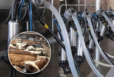 Ganaderos del municipio de Zipaquirá dijeron que el hurto de animales asciende a 20 cabezas en menos de 4 meses. Foto: CONtexto ganadero. hurto ganado colombia