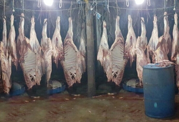 El Comité de Degüello de ganado mayor identificará los puntos críticos donde se practica el beneficio ilegal en el departamento. Foto: CONtexto ganadero Caldas, Manizales, Comité Operativo de Degüello de Ganado mayor, Policía Nacional, Invima, Secretaría de Hacienda de Caldas, Fiscalía, sacrificio clandestino, sacrificio ilegal, plantas de beneficio, cierre de plantas de sacrificio, delito, .contexto ganadero