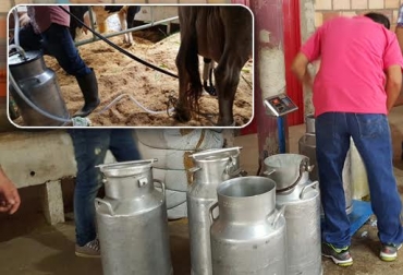 Las vacas que concursaron provenían de fincas del Socorro, Guapotá y Oiba. Foto: CONtexto ganadero. 101 Feria Ganadera del Socorro
