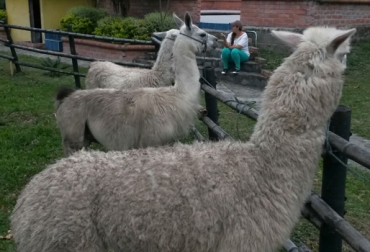 En el colegio agropecuario del corregimiento de La María, hay una dotación de llamas, albahacas, flamingos y búfalos. Foto: Secretaría de Agricultura de Buga. Buga, Valle del Cauca, vereda Monterrey, corregimiento La María, vereda El Placer, granjas interactivas, ciudadelas educativas, colegios agropecuarios, sector rural, .contexto ganadero