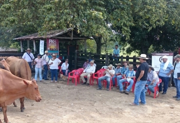 La última reunión del círculo de excelencia se llevó a cabo en la finca Campo Madrid, especializada en la raza Chino Santandereano. Foto: Verónica Mahecha. Puerto Berrío, Centro de Servicios Tecnológicos Ganaderos - Tecnig@n, Blanco Orejinegro, Romosinuano, Chino santandereano, BON, raza Hartón del Valle, Círculo de excelencia de razas criollas colombianas del Magdalena Medio y Nordeste Antioqueño, círculo de excelencia, círculo de excelencia de razas criollas colombianas, Corpoica, Gobernación de Antioquia, Secretaría de Agricultura de Antioquia, Corpoica, .fedegán, .contexto ganadero