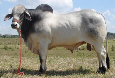 Bucaramanga se consolida como la mejor opción para ser ciudad anfitriona del Congreso Mundial Brahman 2018. Foto: cjucebu.blogspot.com congreso, mundial, Internacional, brahman, 2018, Asocebú, ganaderos, productores, Bucaramanga, Santander.