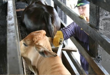 La brucelosis bovina es una enfermedad de control oficial. Foto: ICA. brucelosis bovina