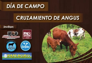 En el evento son esperados productores provenientes de todo el Altiplano Cundiboyacense. Foto: Asoangusbrangus. día de campo angus
