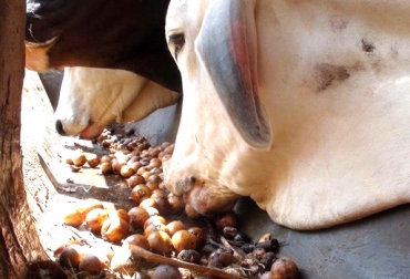 La palma nativa que es muy común en esta zona, además de ser utilizada como parte de los sistemas silvopastoriles, puede ser de gran beneficio para la nutrición de los animales. Foto: Adolfo Cardozo. fruto, palma, alimento, alternativa, ganado, ganadero, Arauca, Asistegán, Comité