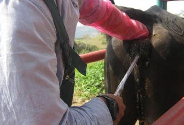 El aprendizaje sobre inseminación se hace desde septiembre pasado y se extenderá durante todo el mes de diciembre. Foto: jairoserrano.com. inseminación artificial Tolima