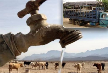 El hato bovino en La Guajira se ha reducido a menos de 160 mil cabezas. Foto: www.jornada.unam.mx-CONtexto ganadero. sequía Colombia