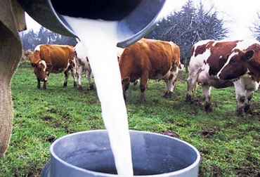 Los productores de 21 asociaciones de los municipios de la provincia de Ubaté mejorarán la calidad de la leche. Foto: lecherialatina.com Cuenca lechera de Ubaté, Cundinamarca, Fedelac, Universidad Nacional, Universidad de La Salle, Corpoica, Sistema General de Regalías, Gobernación de Cundinamarca, Secretaría de Ciencia y Tecnología, aumento de productividad, mejora en la calidad de la leche, calidad composicional de la leche, .contexto ganadero