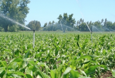 El secretario de Agricultura de Caldas advirtió que solo los productores que tengan sistemas de riego podrán sembrar durante este verano. Foto: www.riegosagricolasporaspersion.com Ministerio de Agricultura, Secretaría de Agricultura de Caldas, Ideam, afectaciones Fenómeno de El Niño, afectaciones colombia fenómeno de el niño, suspensión de siembras, pares, sistemas de riego, .contexto ganadero