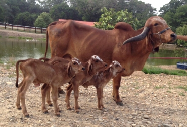Estos son 3 de los 4 primeros clones bovinos del país, con apenas 30 días de edad. Foto: José Jaime Pulido. Cesar, Valledupar, CDT Cesar, CDT de la ganadería Cesar, CDT, vaca Randa, toro Naranjal, ganadería El Tesoro, clonación bovina, clonación de un bovino, clonación genética en colombia, raza gyr, características fenotípicas del animal, primeros clones bovinos en Colombia, CONtexto ganadero, ganaderos Colombia