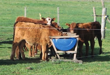 El creep-feeding es un corral de restricción alimenticia solo para terneros. Foto: www.ipcva.com.ar creep-feeding, corral de alimentación para terneros, mejora en la producción, alimentación de terneros, corrales, ganancia diaria de peso, producción de carne, forraje, deficiencia de nutrientes, suplemento proteico, CONtexto ganadero, Ganadería colombiana, métodos de suplementación