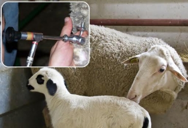 La transferencia de embriones en estas especies se hace de forma rudimentaria en el país. Aún no hay laboratorios. Foto: educampo.com.uy /perulactea.com transferencia de embriones