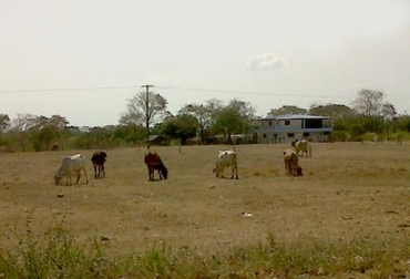 Los ganaderos en la región afirmaron que se preparan para la sequía pero necesitan ayuda gubernamental para afrontar las dificultades por la intensidad del calor, que cada año aumenta. Foto: CONtexto ganadero. verano córdoba colombia