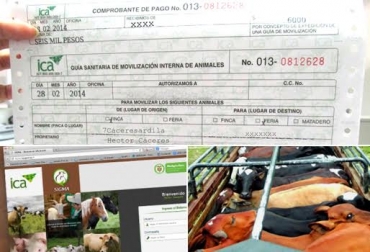 Los ganaderos de Colombia se siguen quejando de la demora a la que se someten para obtener la guía de movilización animal. Foto: ICA / CONtexto Ganadero. instituto colombiano agropecuario ica