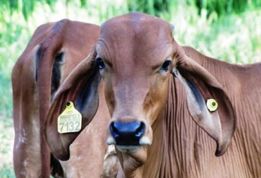 Poner chapetas en los rumiantes es solo una pequeña parte de todo el proceso de trazabilidad, aseguraron expertos. Foto: Juan Rafael Restrepo. trazabilidad animal Colombia