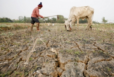 En Magdalena, la falta de agua y alimento ha hecho que las vacas estén más flacas y produzcan menos leche. Foto: monteriaradio38grados.com. Magdalena, El Banco, Ganaderos de El Banco, ganaderos magdalena, Afectaciones Fenómeno de El Niño Colombia 2016, afectaciones Fenómeno de El Niño Colombia, escasez de agua, Escasez de alimento bovino, Verano 2016 Magdalena, intensa sequía, Afectaciones Fenómeno de El Niño Magdalena, Hatillo, Barranco, Alto del Rosario, El Peñón, CONtexto ganadero, ganaderos colombia