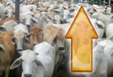El fenómeno de El Niño es una de las razones del alza en el precio del ganado. Foto: CONtexto ganadero. precio de ganado Colombia