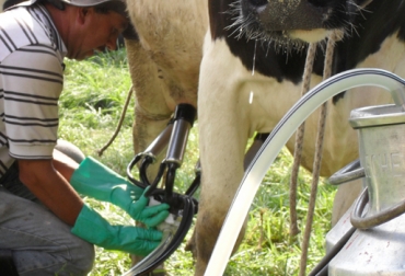 En el sur del Cesar se ha presentado una reducción no solo en la producción de leche sino también en la natalidad. Foto: CONtexto Ganadero. Verano, disminución, producción láctea, ganaderos, ganaderías, falta comida, pastos, suplementos, trashumancia, Cesar