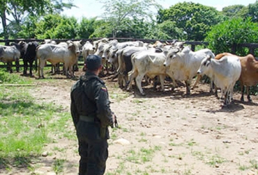 Las bandas se dedican a pelar animales bovinos en varios municipios del sur del Atlántico. Foto: oasportal.policia.gov.co. Atlántico, Sabanalarga, Manatí, Candelaria, Repelón, Arenal, Abigeato, Casos de Abigeato en Atlántico, Abigeato en Atlántico, Asociación de Ganaderos de la Costa Norte, Asoganorte, Robo de animales, Sacrificio ilegal, CONtexto ganadero, Ganaderos Colombia, Ganadería Colombia