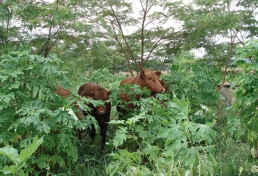 Los sistemas silvopastoriles evitan la evaporación del agua y proveen de sombra a los animales. Foto: CONtexto ganadero Sistemas silvopastoriles, SSP, proyecto Ganadería Colombiana Sostenible, GCS, sequía, afectaciones cambio climático, afectaciones Fenómeno de El Niño, afectaciones Fenómeno de El Niño Colombia, arreglo agroforestal, sistemas silvopastoriles para mitigar la sequía, escasez de agua, escasez de alimento, Buenas Prácticas Ganaderas, BPG, CONtexto ganadero, Ganaderos Colombia