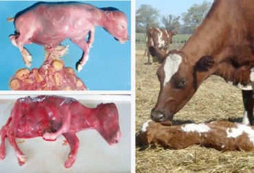 Los abortos en hatos lecheros generan pérdidas irreperables en el negocio. Foto: www.actualidadganadera.com - CONtexto Ganadero aborto vaca