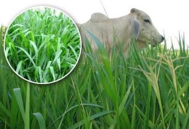 La brizantha es un pasto que se acondiciona a suelos de zonas cálidas y resiste más que otras las temporadas largas de sequía. Foto: manuelf95.blogspot.com / CONtexto Ganadero. pastos para el trópico bajo Brizantha