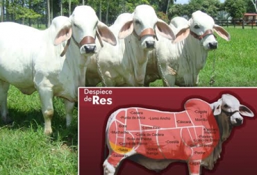 El tren posterior incluye los cortes más fijos de carne de res. Foto: cortescharly.blogspot.com / piezasdecarnedelares.blogspot.com.co. tren posterior novillo