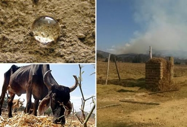 El daño irreparable de más peso que deja la sequía en la ganadería es la muerte de los semovientes. Foto: relanpag.blogspot.com ganaderos Cundinamarca / verdadesyrumores.com. daños en la ganadería